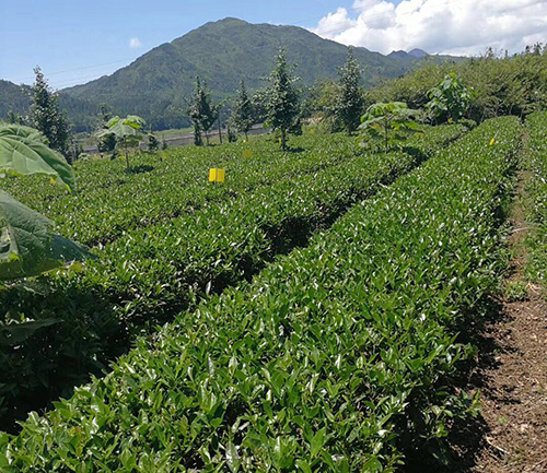 菌肥成功案例