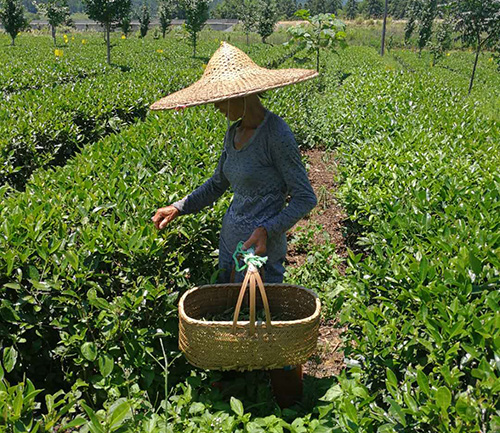 菌肥成功案例